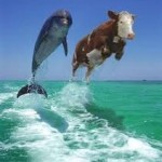 Заработок на iframe трафике